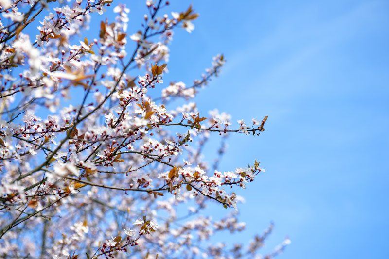 Pink cherry blossoms in Beacon Hill park, Victoria, Canada